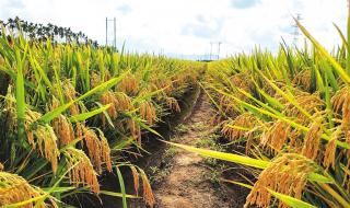 现在稻谷亩产量是多少 水稻亩产多少斤